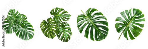 Set of tropical  leaf on transparent background Remove png photo