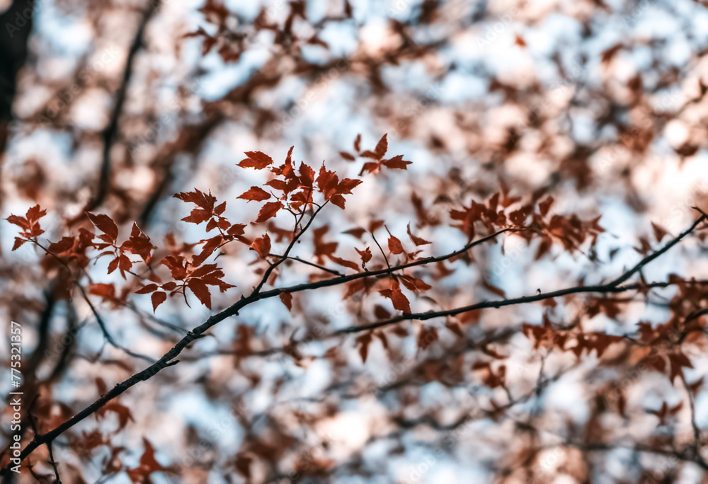 blossom in spring blossom in spring