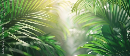   A close-up of a palm tree with sunlight filtering through its leaves, emphasizing the texture of the foliage in the foreground © Anna