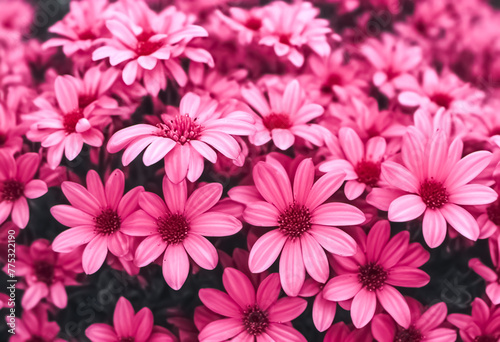 pink chrysanthemum flowers