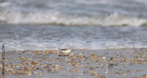 Waders or shorebirds, kentish plover in slow motion.