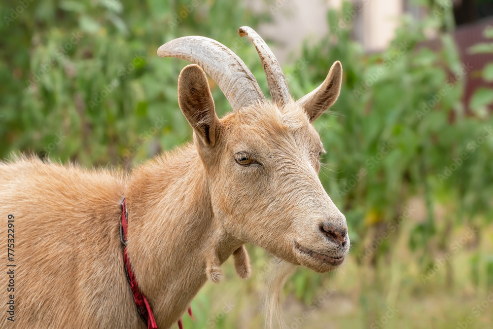 Beige goat in field.Goats eating grass,goat on a pasture.Portrait of a goat close-up. Beige goat in field.Goats eating grass,goat on a pasture.Portrait of a goat close-up.