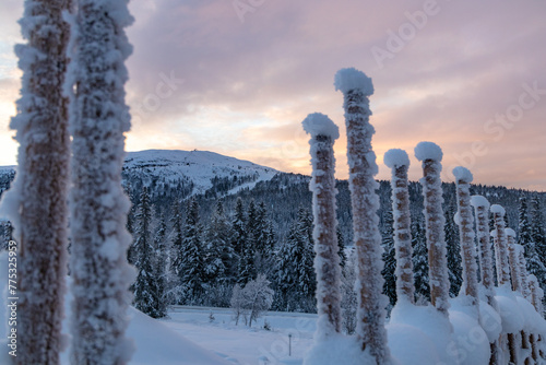 Norwegian Winter