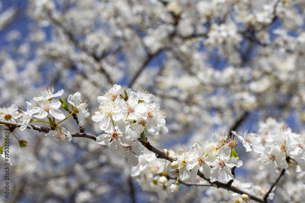 Obraz premium Flowers. Blooming tree.
