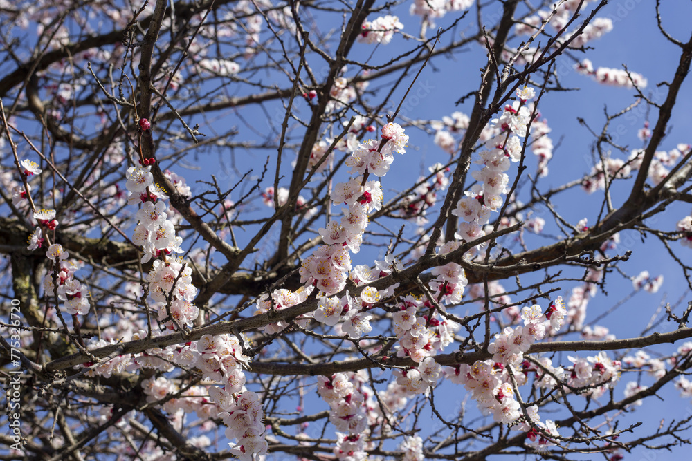 Flowers. Blooming tree. Flowers. Blooming tree.