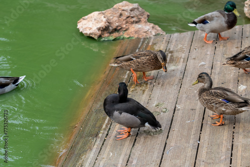 close-up of rosy-billed pochard (Netta peposaca) duck, aka rosybill or rosybill pochard photo