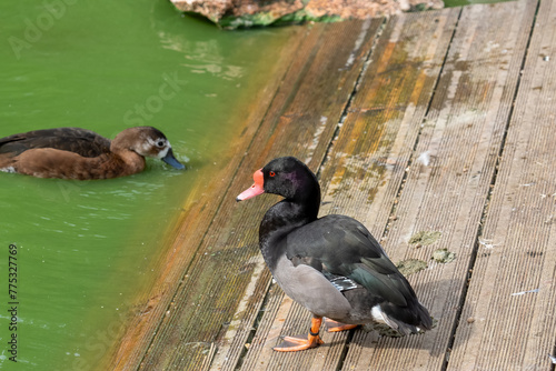 close-up of rosy-billed pochard (Netta peposaca) duck, aka rosybill or rosybill pochard photo