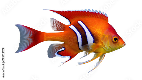 Tropical fish with vivid colors isolated on a white background  png.