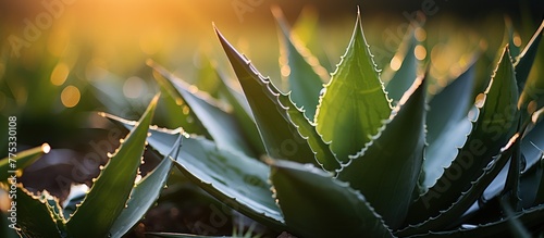 Aloe vera leaves in the garden with sunset background