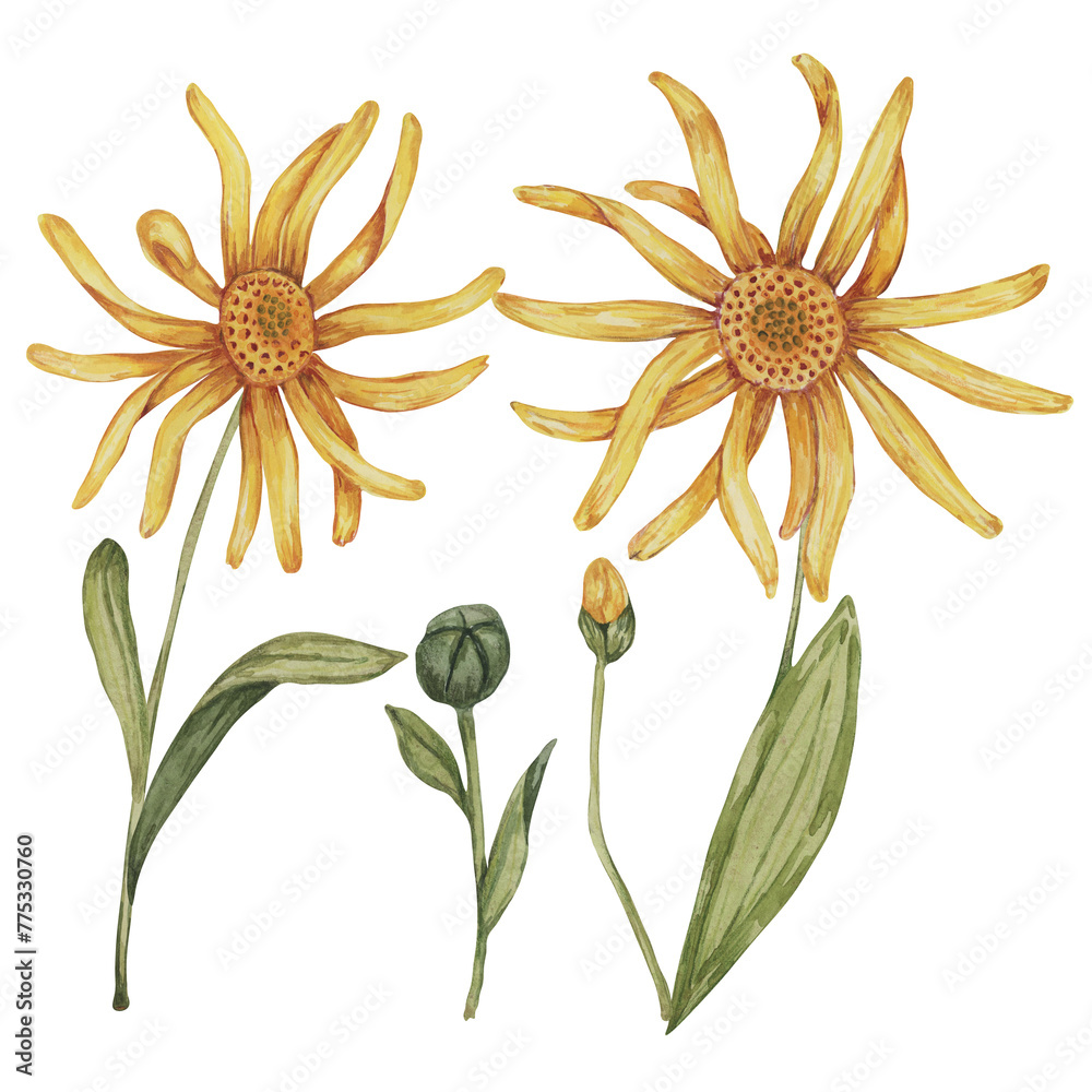 Arnica montana, hand drawn wolfsbane watercolor flowers in yellow and ...