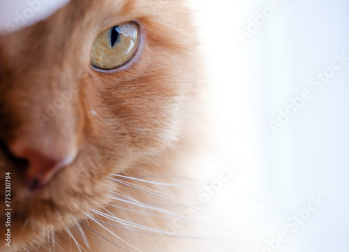 beautiful orange cat eye close up
