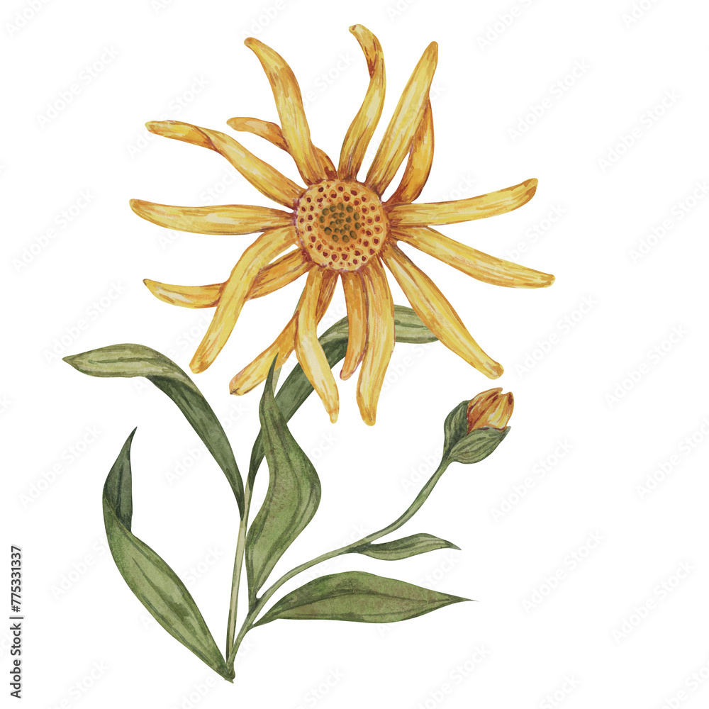 Arnica montana, hand drawn wolfsbane watercolor flowers in yellow and ...