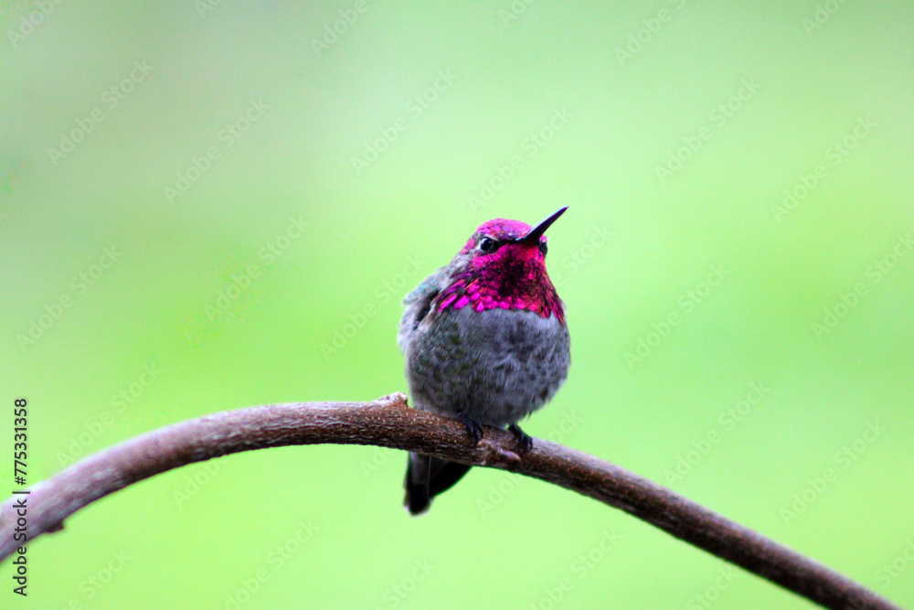 Obraz premium Hummer on Wisteria 07