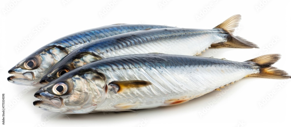 Three fish on white surface with background Three fish on white surface with background
