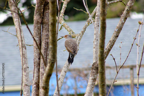 Flicker on Lilac Branch 03