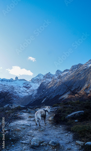 dog walking in snowy mountains 