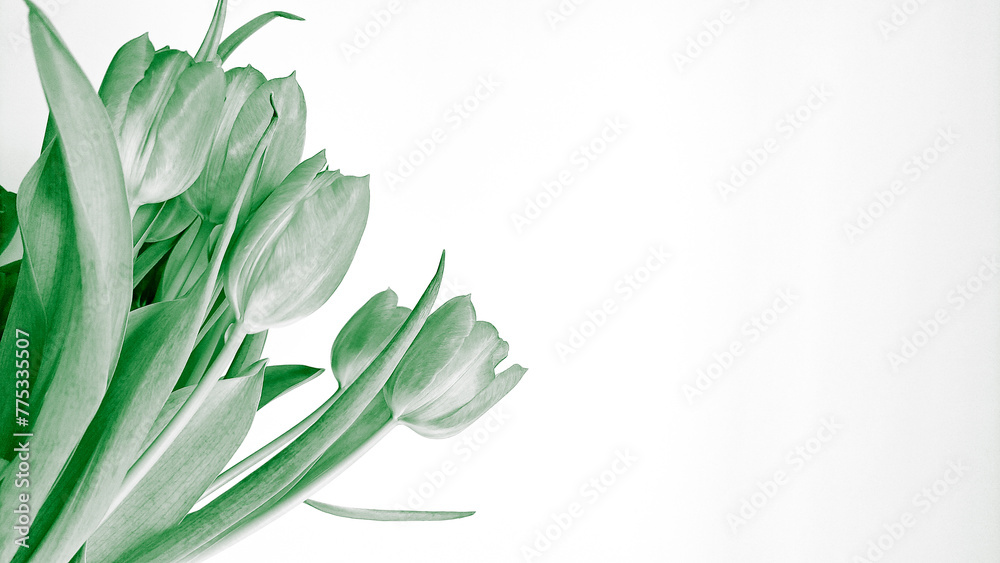 Bouquet of spring tulips in green colors Bouquet of spring tulips in green colors