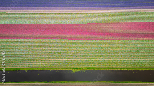 Tulip agricultural fields aerial view from drone. beginning of season as pretty colour flowers bloom planted in rows in Dutch fields. traditional icon of Holland Netherlands popular with tourists  © drew