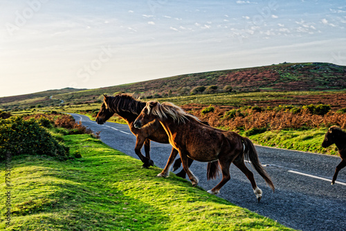 Obraz na płótnie Dartmoor ponies cross moorland road at Sherberton Common below Mel Tor near Dartmeet, Dartmoor National Park, Devon, England. View NW to Corndon Tor w salonie