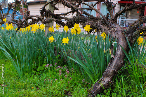 Grape Stump Daffodils 02
