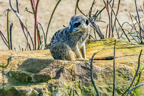 The meerkat (Suricata suricatta) or suricate, small mongoose found in southern Africa in Amsterdam Artis Zoo. Amsterdam Artis Zoo is oldest zoo in the country. Amsterdam, the Netherlands. photo