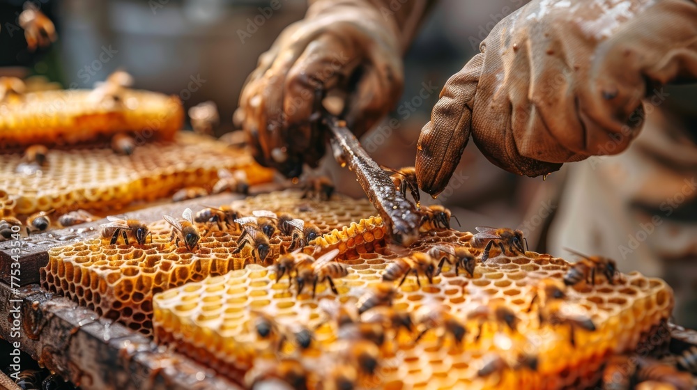 Beekeeper's hands working on honey extraction. Harvesting honeycomb from the hive. Concept of organic honey production, traditional beekeeping, and sustainable food sources. Beekeeper's hands working on honey extraction. Harvesting honeycomb from the hive. Concept of organic honey production, traditional beekeeping, and sustainable food sources.