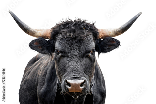  Primer plano de cabeza de un toro de lidia español de color negro con grandes cuernos, mirando a cámara, sobre fondo blanco. concepto corridas de toros, fiestas españolas, San Isidro, San Fermín
