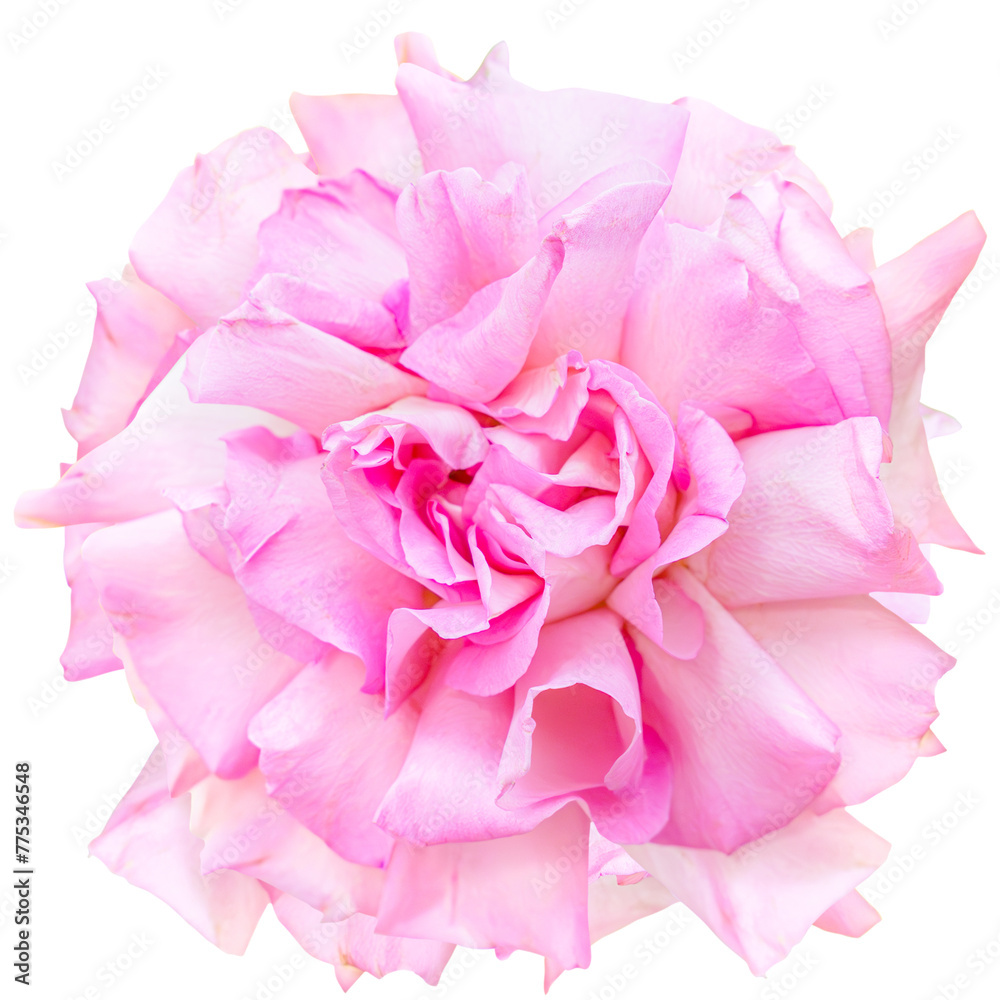 Close-up view of a blooming rosebud, pink, isolated, in studio Close-up view of a blooming rosebud, pink, isolated, in studio