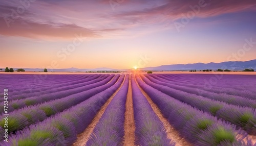 Lavender field summer sunset landscape near Valensole. Provence, France. Wonderful nature scenery, artistic sunset light with blurred background, inspirational nature view. Beautiful peaceful scene 