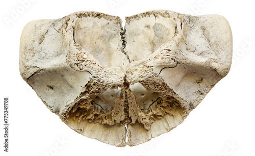 Fish skull isolated on a white background 