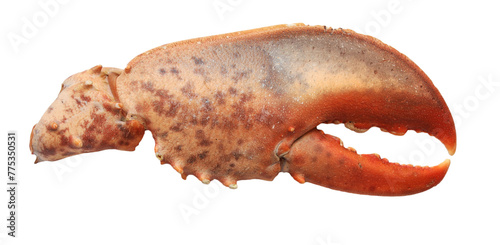 Lobster claw isolated on a white background 