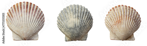 Radial Sea Shell Isolated on a White Background