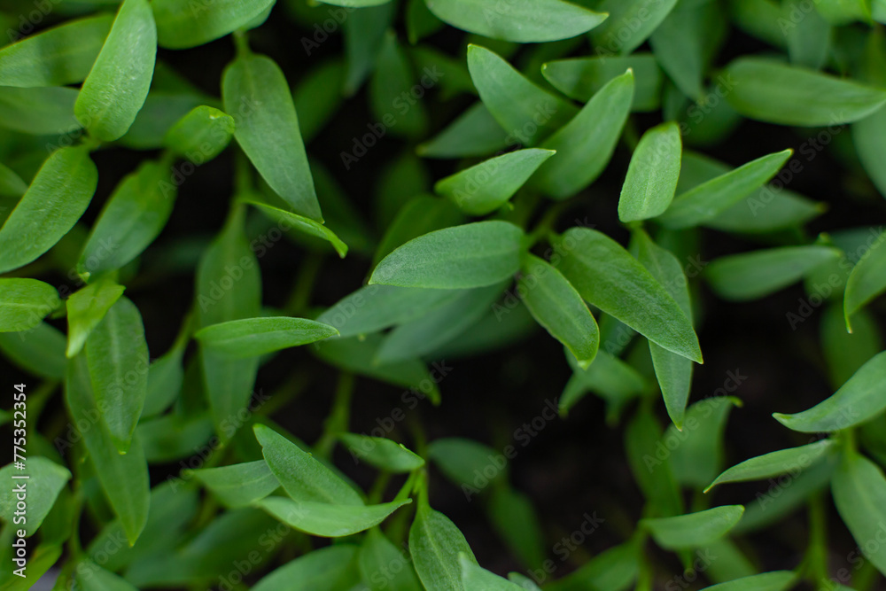 Young plant shoots. Pepper seedlings in a greenhouse. Agribusiness, growing vegetables. Macro, selective focus, top view. Young plant shoots. Pepper seedlings in a greenhouse. Agribusiness, growing vegetables. Macro, selective focus, top view.