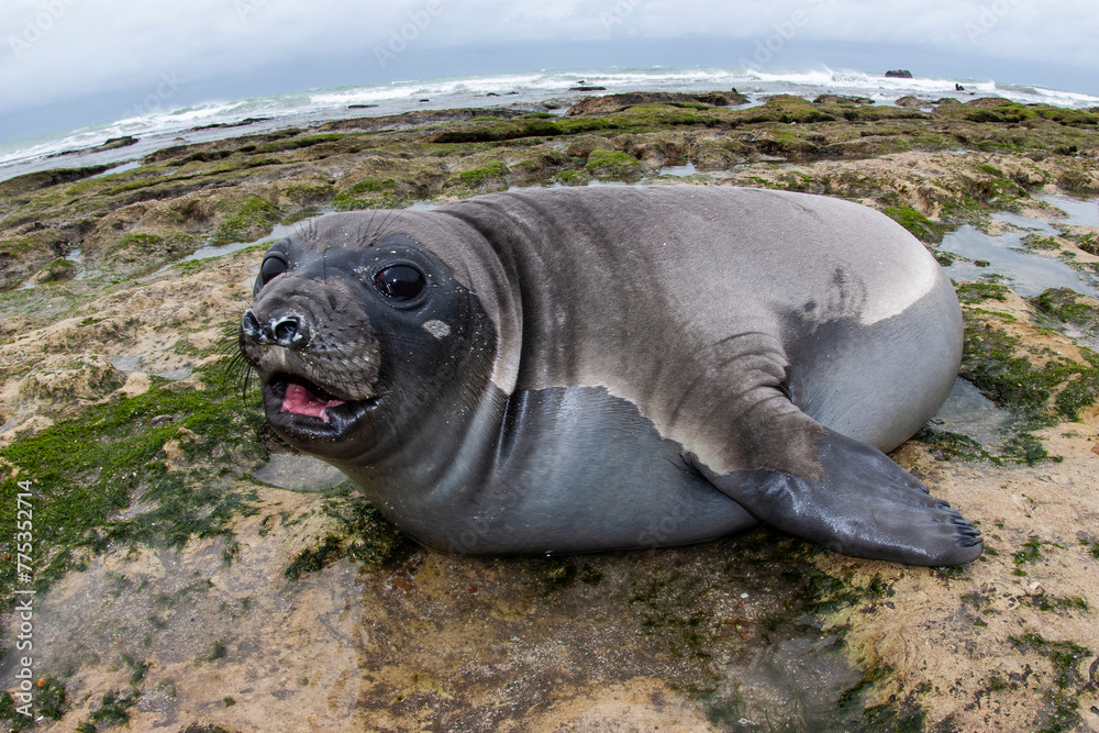 Fototapeta premium Elephant seal, Peninsula Valdes, Unesco World Heritage Site, Patagonia, Argentina