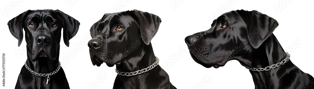 Set of Zeus Dog isolated on transparent background. Concept of pet. Lassie , Balto , Hachiko Animals PNG
