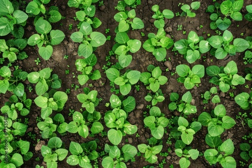 planted soy top view background