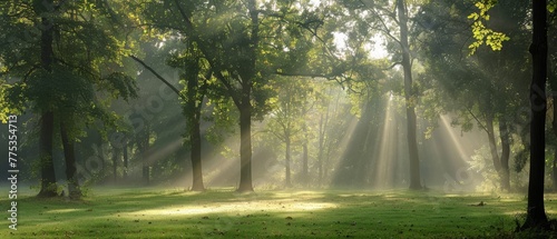   Sunlight filters through trees in a lush forest of tall  leafy trees and green grass