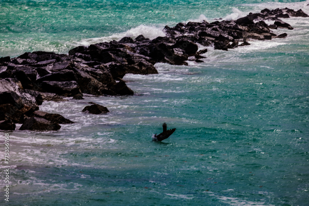 Birds in the ocean near rocks and waves