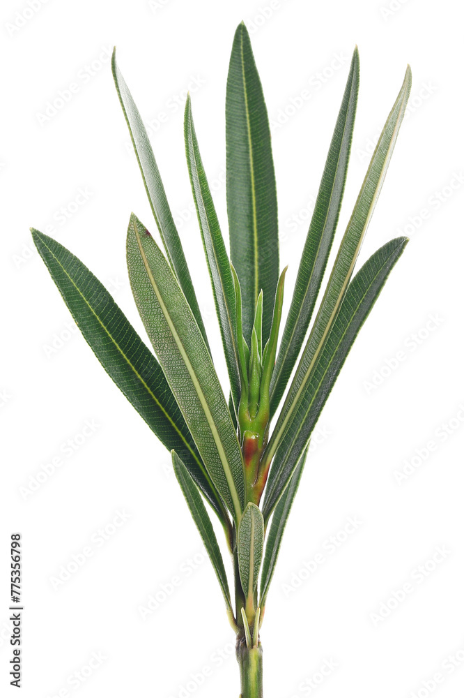 Oleander, Nerium in spring isolated on white, clipping path

