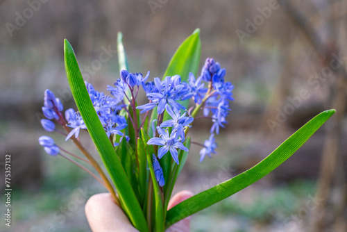 spring flowers in the forest