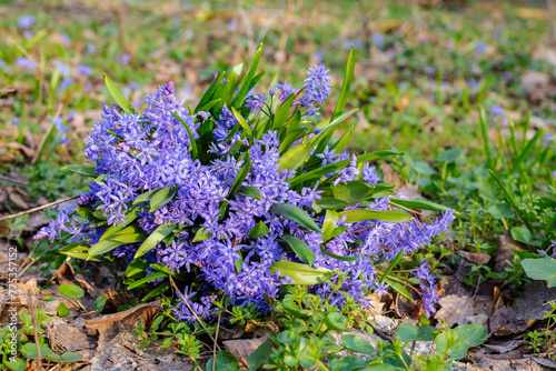 flowers in the forest