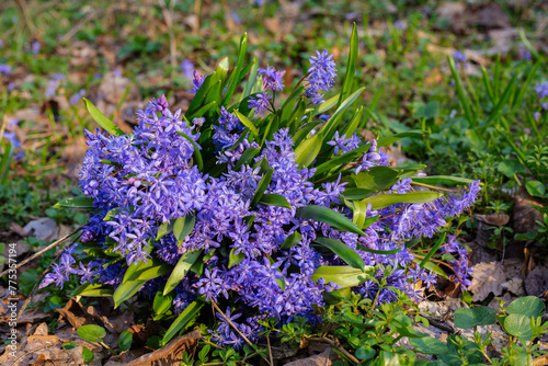 flowers in the garden