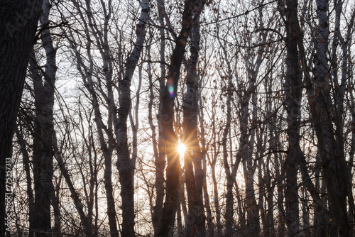 Fototapeta Naklejka Na Ścianę i Meble -  sun in the forest
