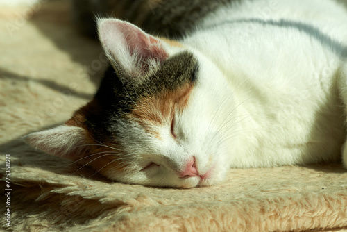 cat sleeping on the bed © Fendt