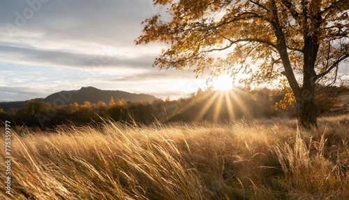 beautiful nature background of autumn grass a ray of light break through branches photo