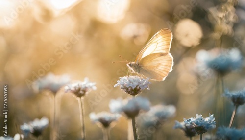 insect summer garden spring delicate yellow nature outdoors butterfly blue flower plant