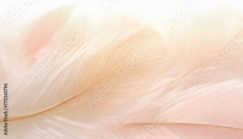 image nature art of wings bird soft pastel detail of design chicken feather texture white fluffy twirled on transparent background wallpaper abstract coral pink color trends and vintage photo