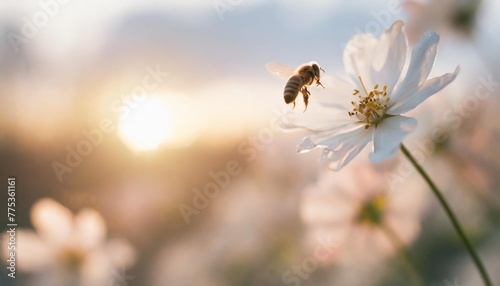 art beautiful spring or summer nature blurred background white spring flower and fly bee against evening sunny sky