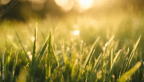 natural green background of young juicy grass in sunlight with beautiful bokeh lush grass close up in nature outdoors wide format with copy space generative ai