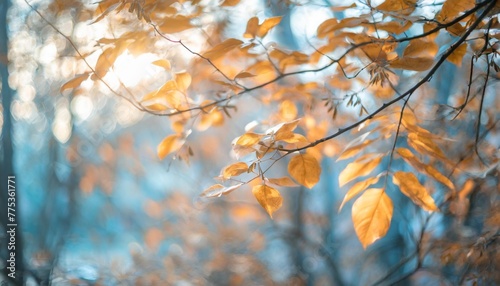 ambiance automnale feuilles oranges jaunes or sur les branches d un arbre arriere plan de flou et lumiere bleu froide automne hiver feuilles mortes pour conception et creation graphique